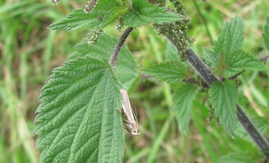 Pyralidae - Cfr. Oncocera semirubella